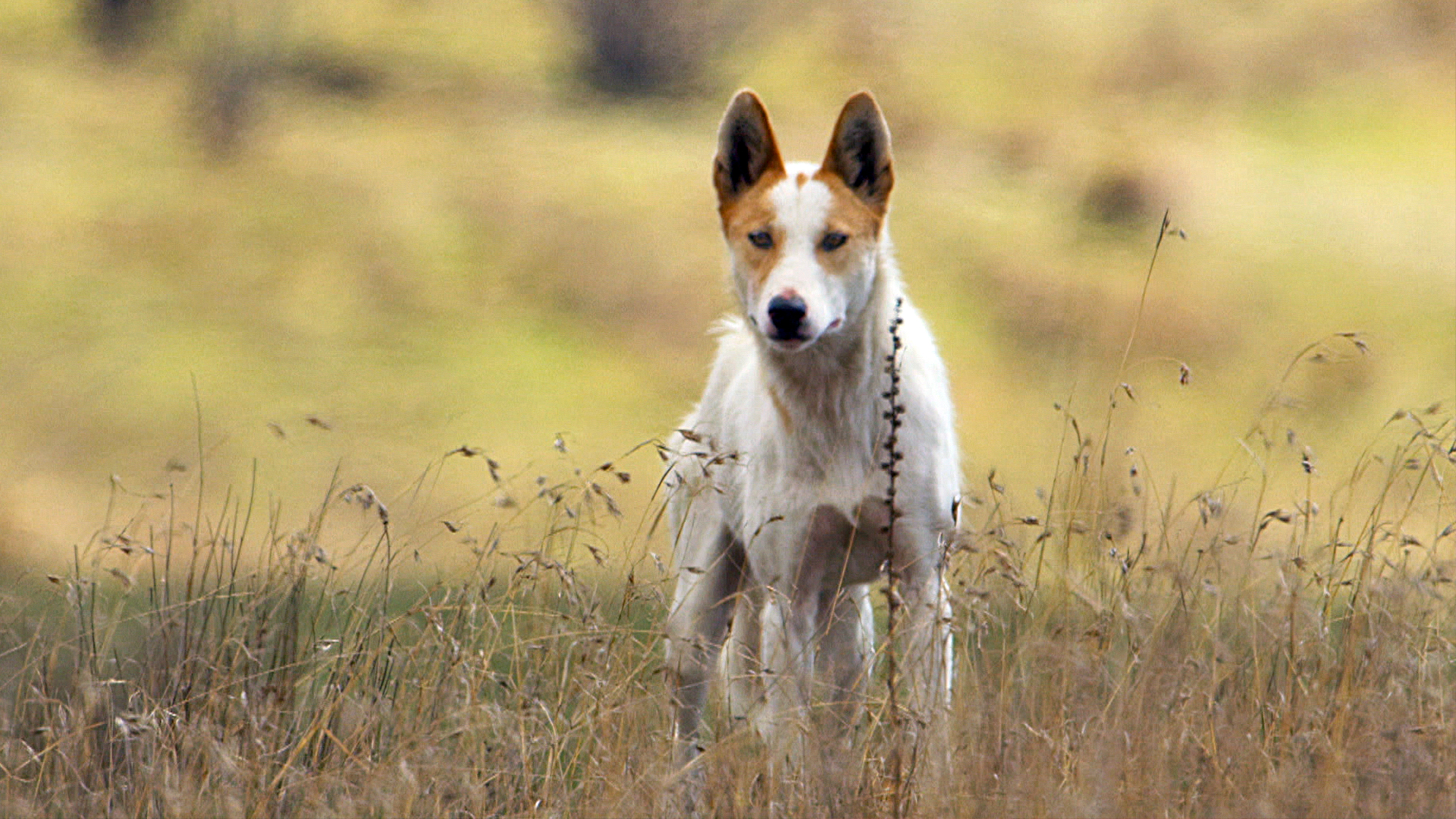 Watch The Making Of Seven Worlds, One Planet Episode no. 4 TV Series ...