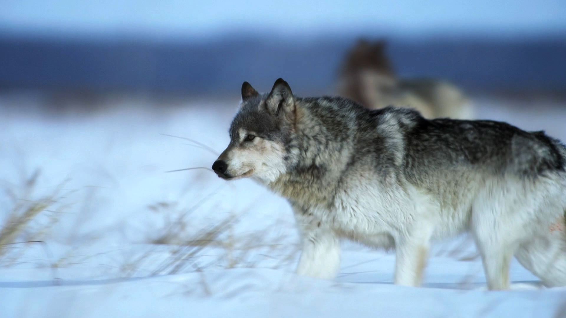 Watch Frozen Episode no. 5 TV Series Online Frozen Lands Sony LIV